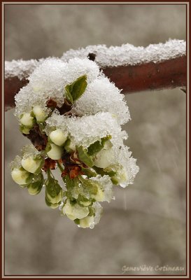 Boutons floraux de prunier