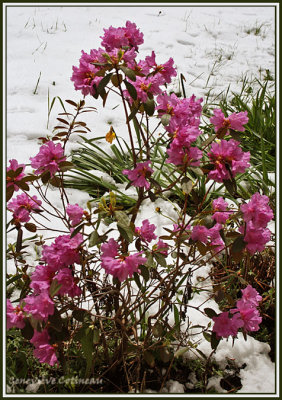 Le lendemain / Rhododendron