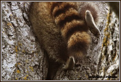Raton laveur / Procyon lotor