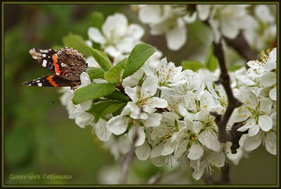 Papillon vulcain sur les fleurs de prunier