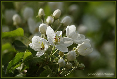 Fleurs de pommetier