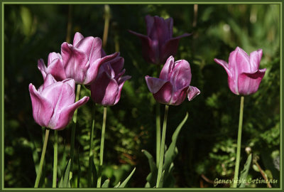 Tulipes