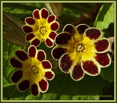 Primevre / Primula eliator