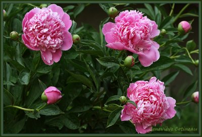 Pivoine