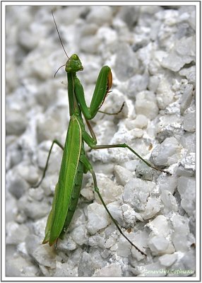 Mante religieuse (mantis religiosa)