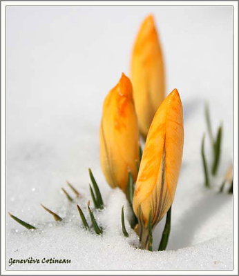 Crocus