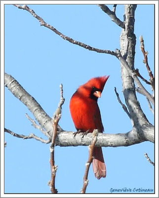 Cardinal rouge / Cardinalis cardinalis