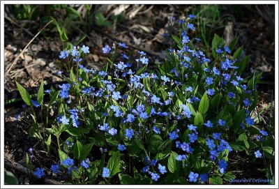 Omphalode  / Omphalodes verna