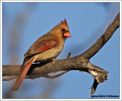 Cardinal rouge (f) / Cardinalis cardinalis