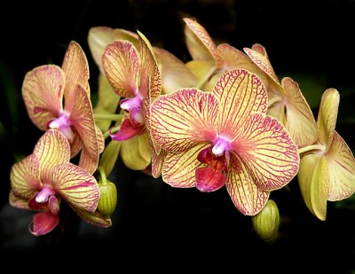 Orchids