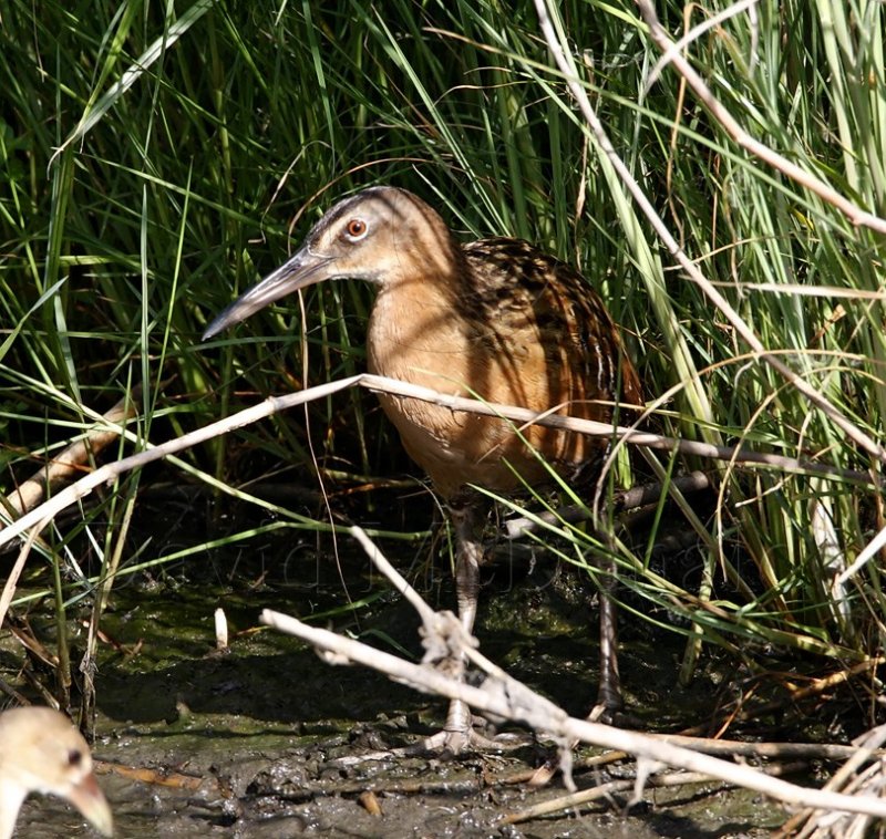 King Rail_5437.jpg