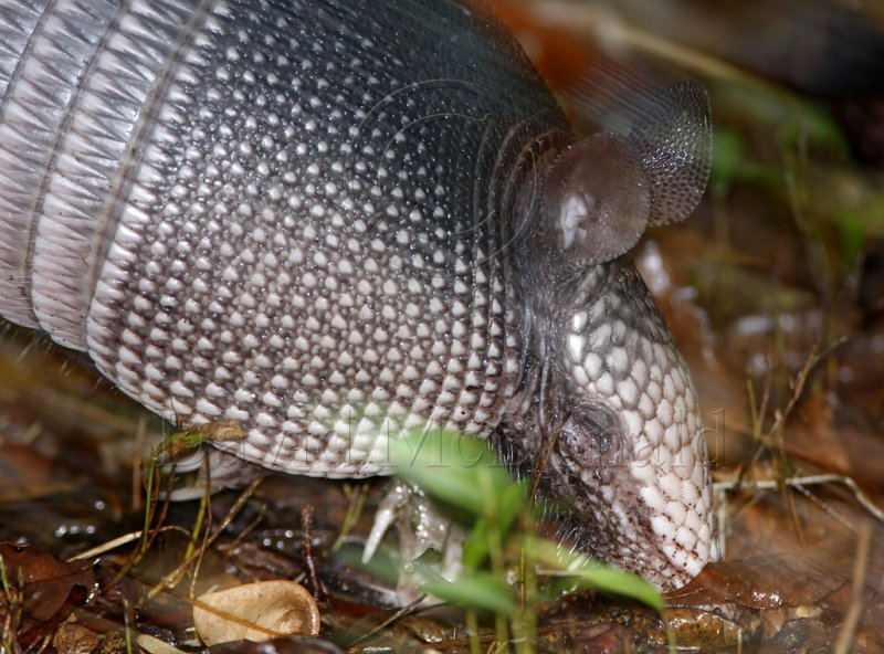 Nine-banded Armadillo_6607.jpg