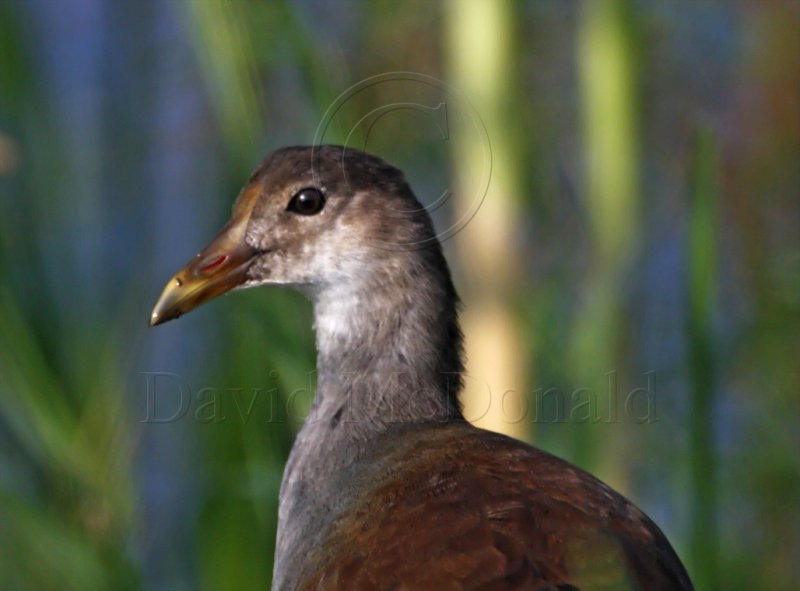 Common Moorhen - juvenile_6740.jpg