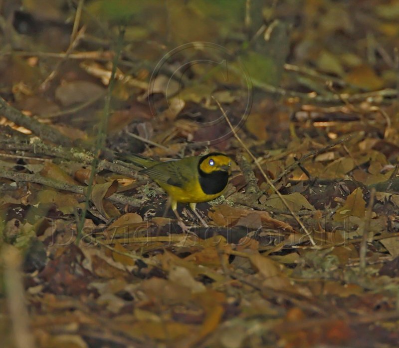 Hooded Warbler - male_6813.jpg