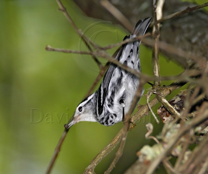 Black  White Warbler_6873.jpg