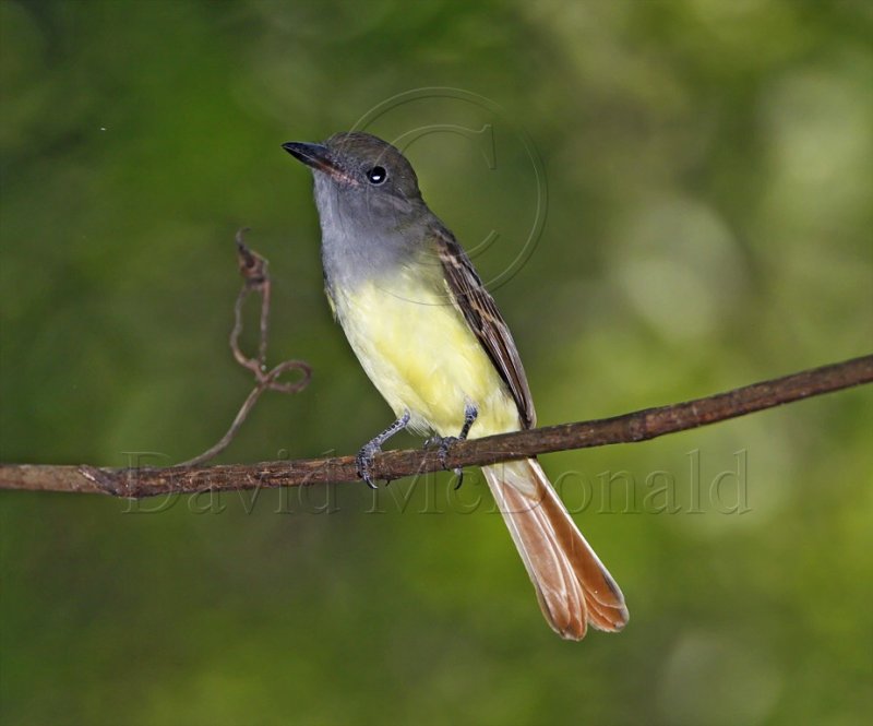 Great Crested Flycatcher_6817.jpg