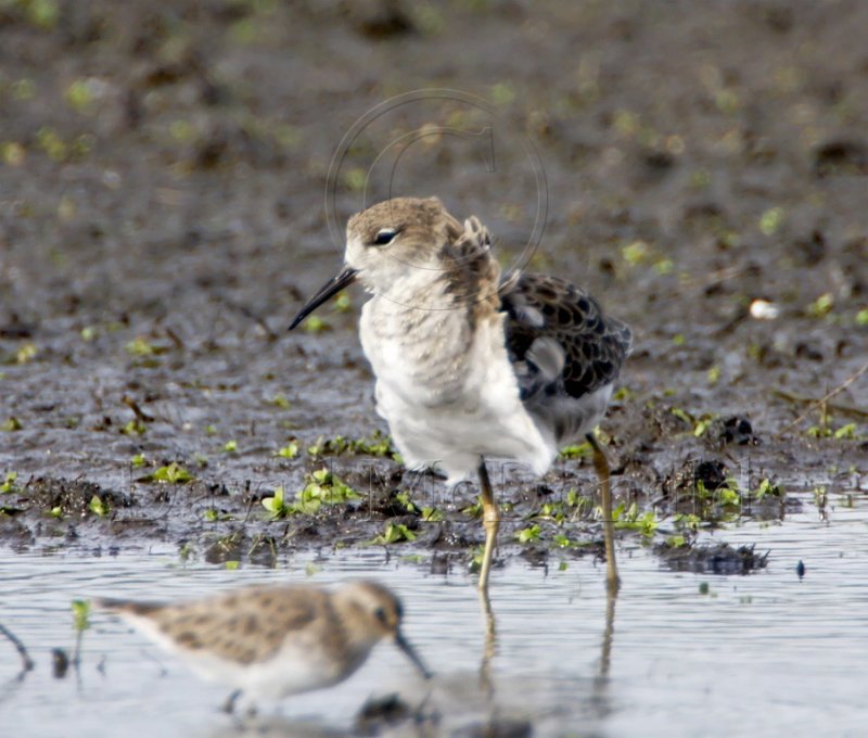 Ruff_7308.jpg