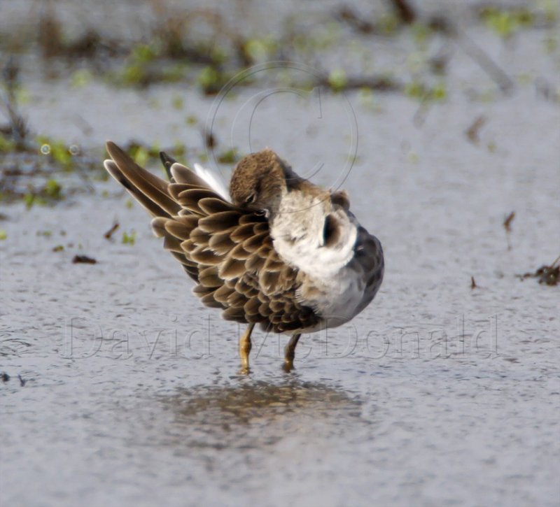Ruff_7193.jpg