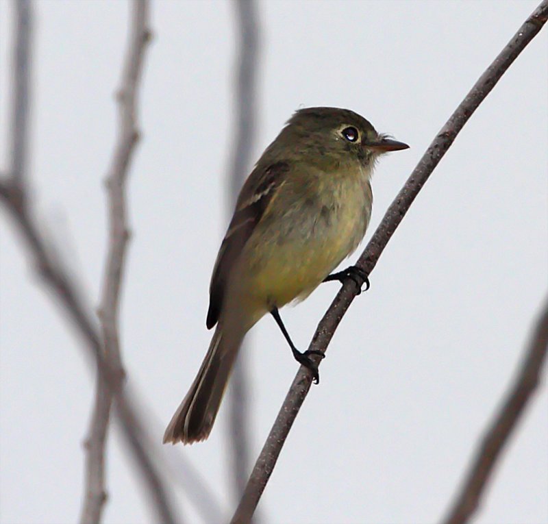 Pine Flycatcher - Choke Canyon SP - TX_3523.jpg