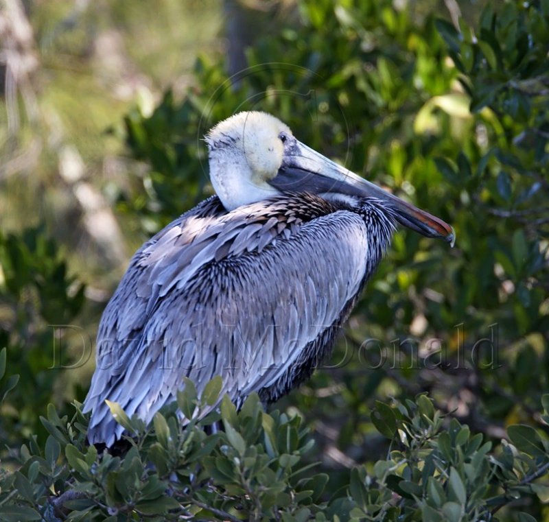 Brown Pelican - non-breeding_4298.jpg