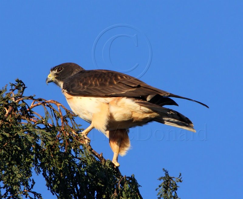 Short-tailed Hawk_5917.jpg