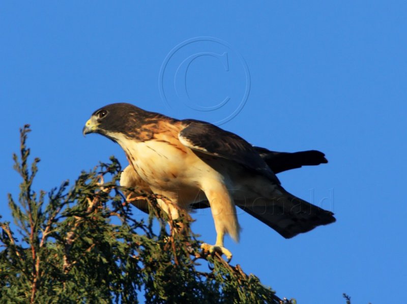Short-tailed Hawk_5937.jpg
