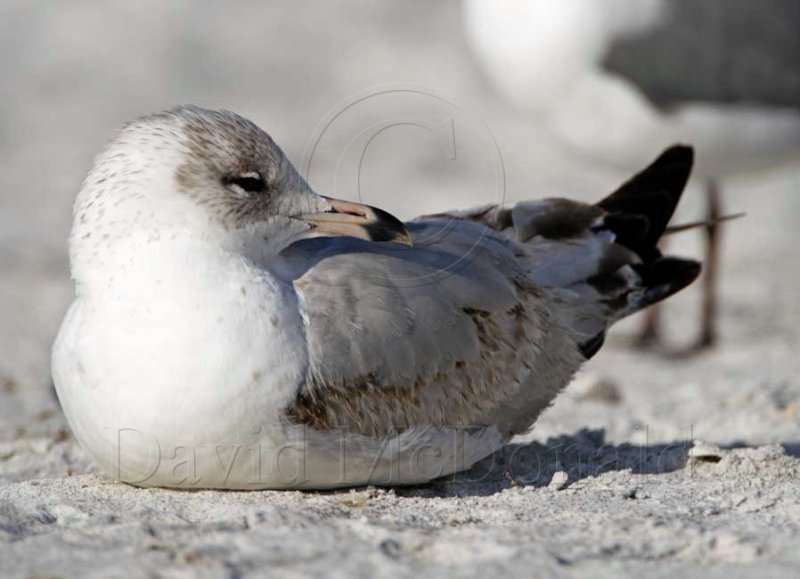 Ring-billed Gull - 1st summer_5005.jpg