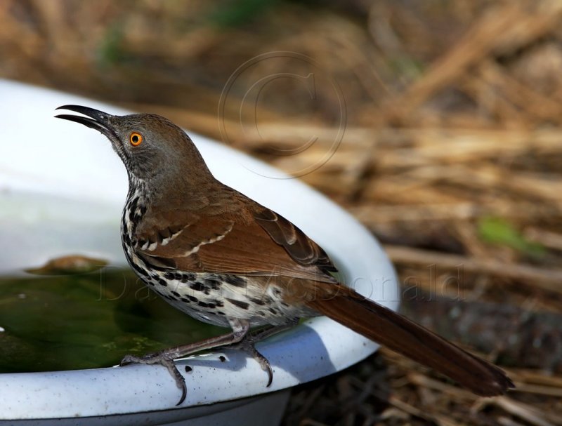Long-billed Thrasher_7274.jpg