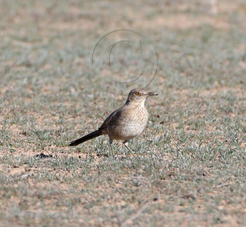Bendires Thrasher_6248.jpg