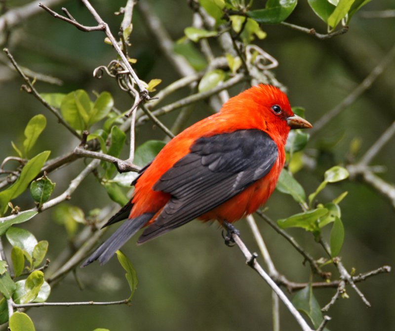 Scarlet Tanager - breeding male_MG_7519.jpg