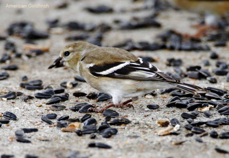 American Goldfinch - female winter_3482.jpg