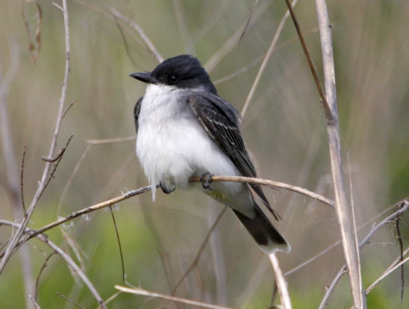 Eastern Kingbird_6989.jpg