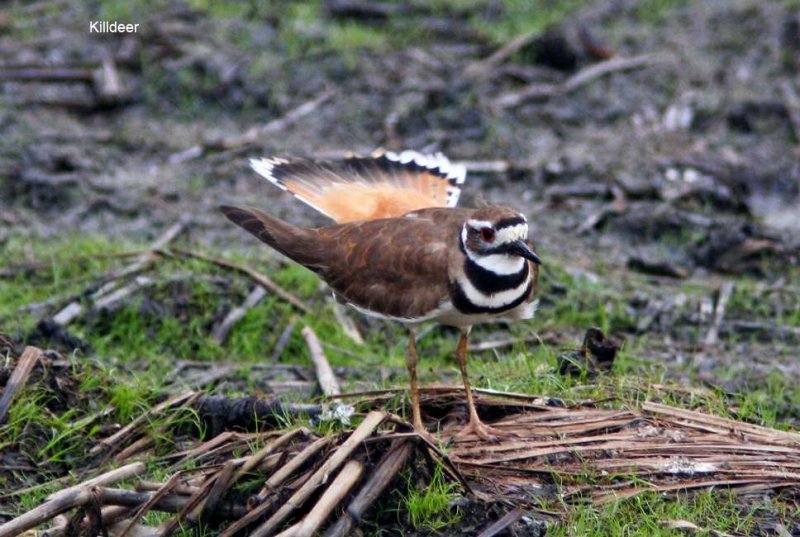 Killdeer_3421.jpg