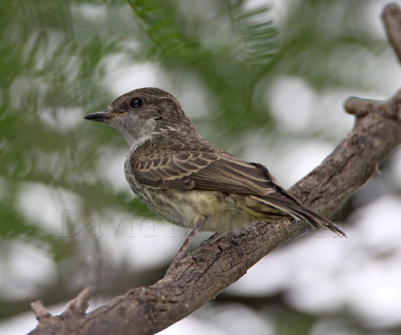 Vermilion Flycatcher - fledgling_0006.jpg