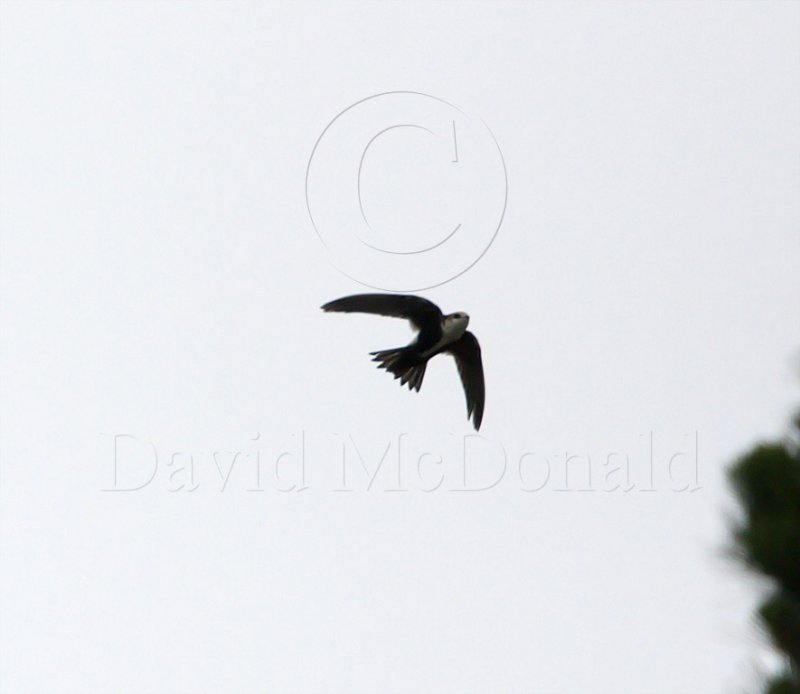 White-throated Swift_0318.jpg