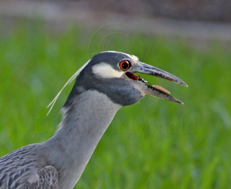 Yellow-crowned Night-Heron_1199.jpg