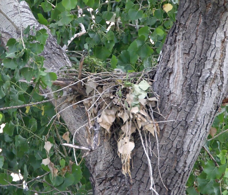 Gray Hawk - nest baby_2852.jpg