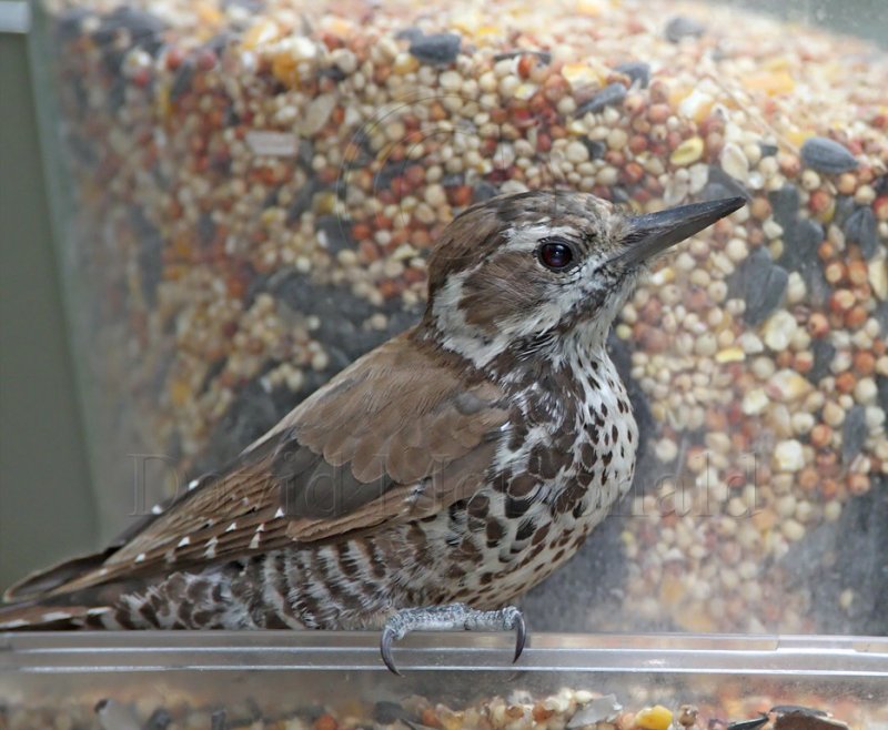 Arizona Woodpecker - female_1515.jpg