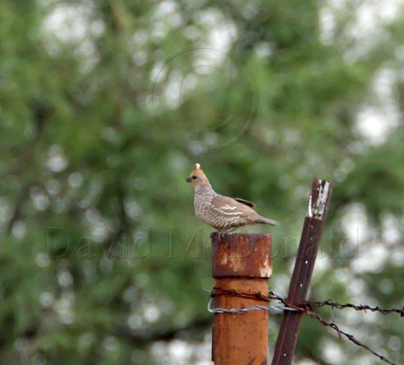 Scaled Quail_2608.jpg