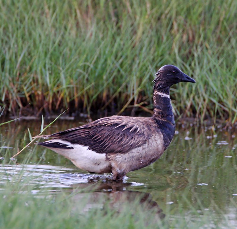 Brant_3057.jpg