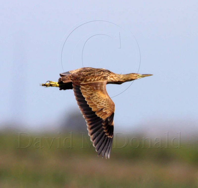 American Bittern_6168.jpg