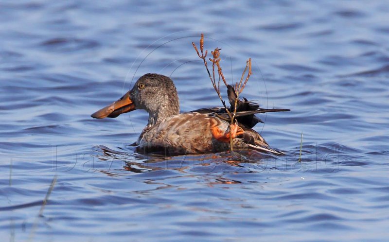 Northern Shoveler - female with branch_6128.jpg