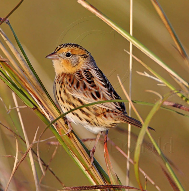 Le Contes Sparrow_6275.jpg