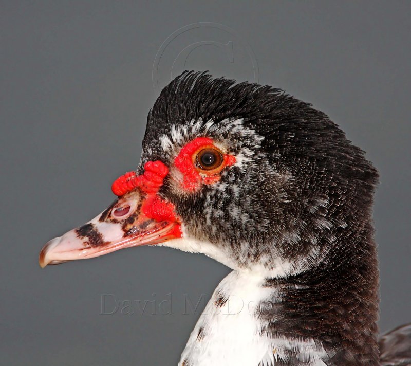 Muscovy Duck - domestic_6981.jpg