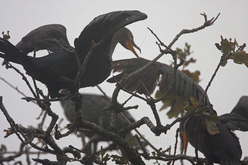 Double-crested Cormorant_7204.jpg