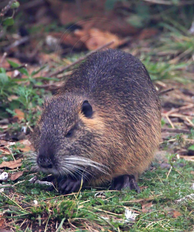 Nutria_7108.jpg