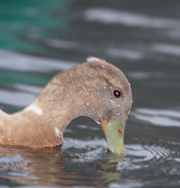 Crested Duck - domestic_7086.jpg