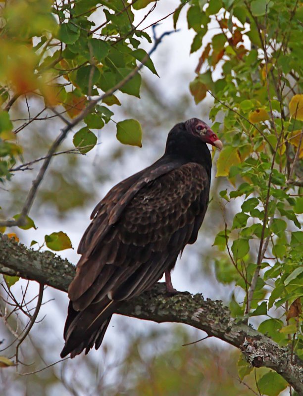 Turkey Vulture - 1st year_6797.jpg