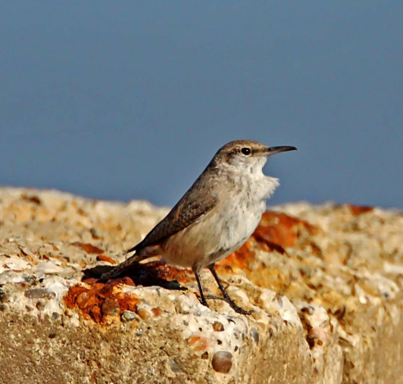 Rock Wren_7377.jpg