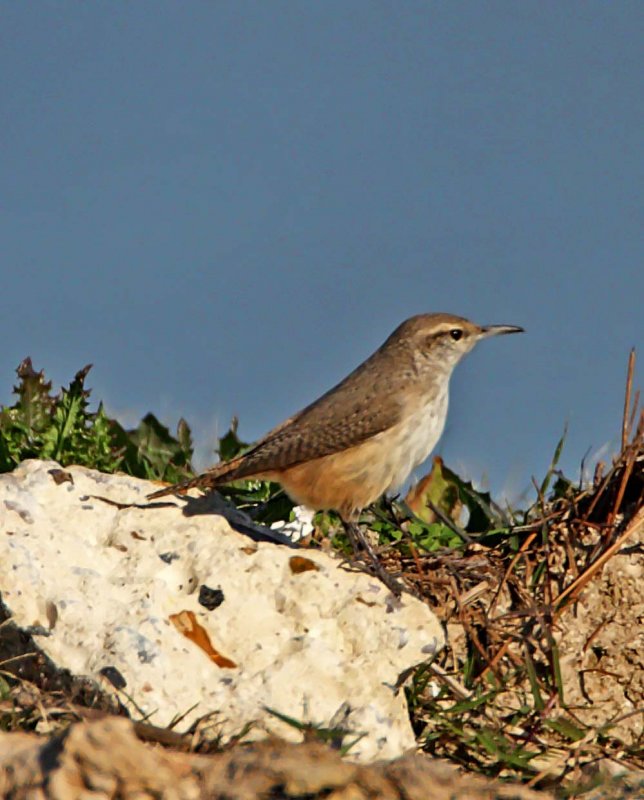 Rock Wren_7387.jpg